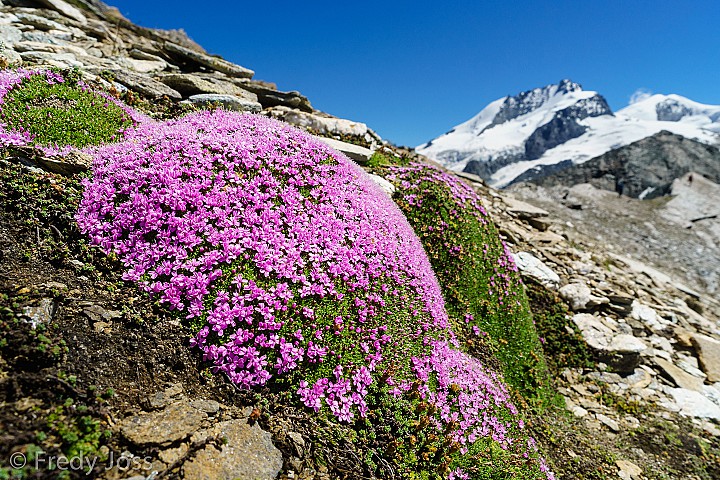 Kalk-Polsternelke (Silene acaulis), Rimpfischhorn